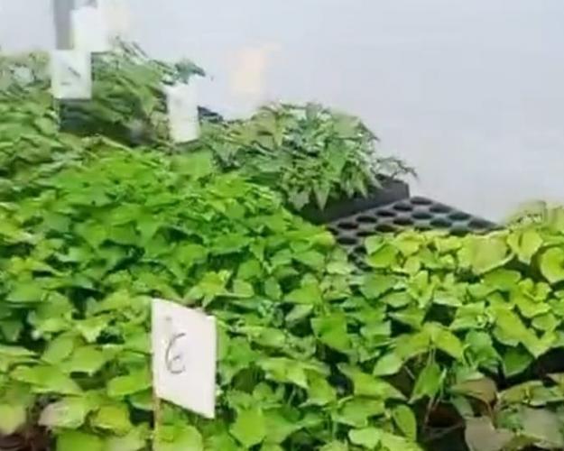 Mudas livres de vírus podem dobrar produtividade de batata-doce no estado.