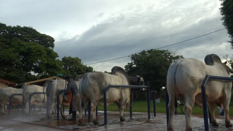 Mapa publica novas regras de comercialização de sêmen em centrais.