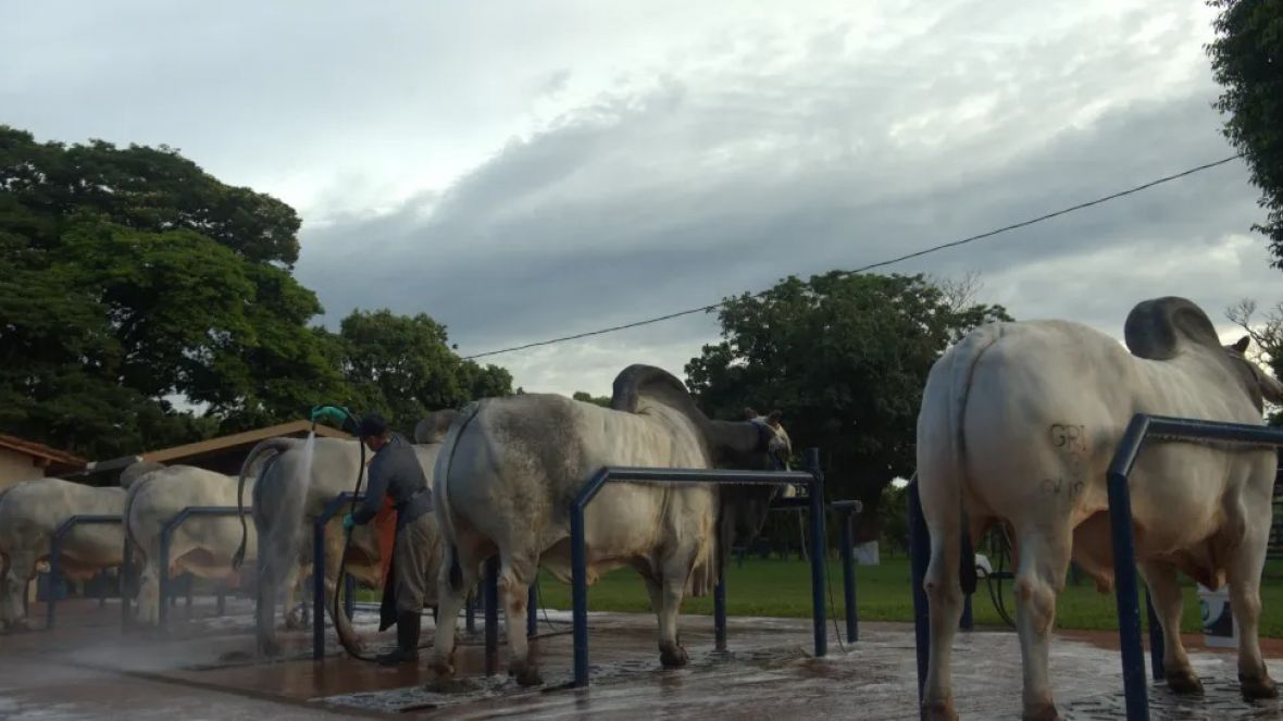 Mapa publica novas regras de comercialização de sêmen em centrais.