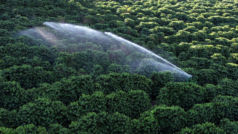 Irrigação na fase de frutificação do café: Como os meses de janeiro a março definem sua produtividade.