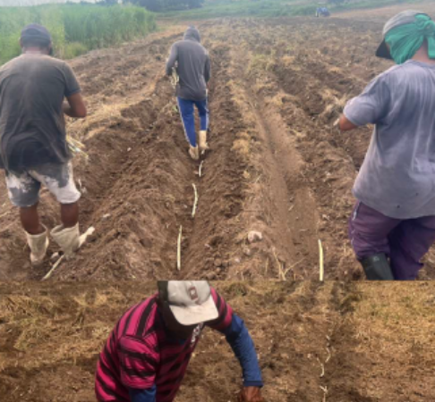 Programa Forrageiras do Ceará encerra 2025 com quase 500 Unidades Disseminadoras de Tecnologia.