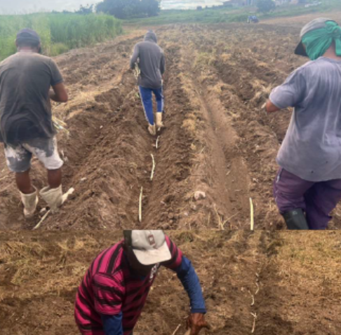 Programa Forrageiras do Ceará encerra 2025 com quase 500 Unidades Disseminadoras de Tecnologia.