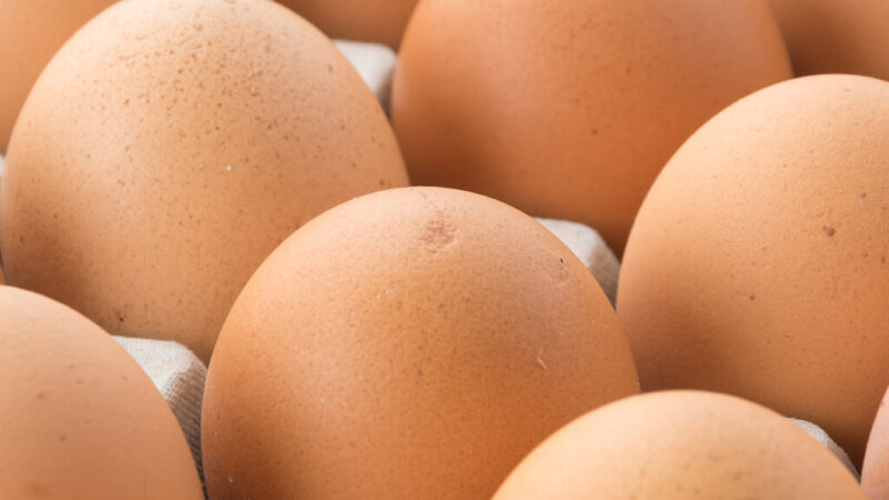 Exportações de ovos totalizam 40,9 mil toneladas e batem recorde histórico em 2025.