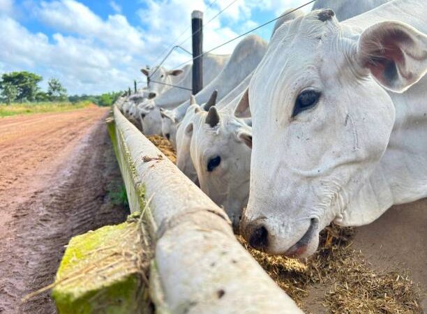 Uso de Tecnologias de Controle Rotativo de Rebanhos de Corte.