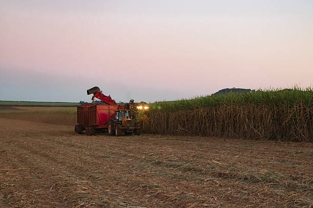 Cuidados no Corte de Cana-de-Açúcar no Período Noturno.