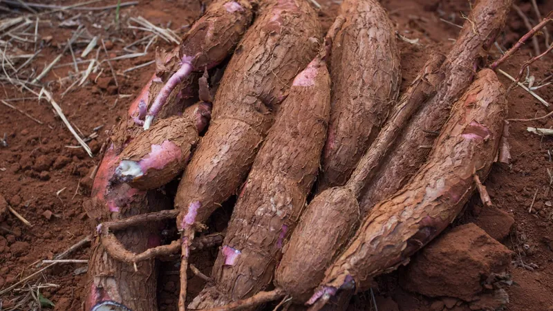 Clima favorece colheita da mandioca, mas retomada industrial limita demanda.