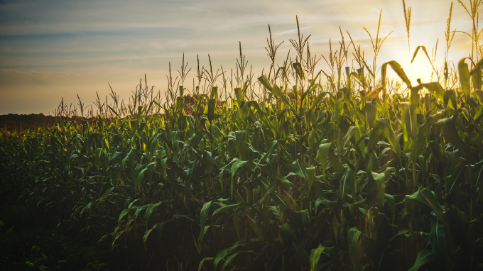 Avanço das usinas de etanol de milho fomenta avanço do cultivo de sorgo.
