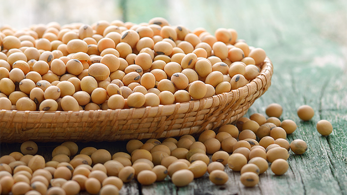 Soja/Cepea: Colheita da safra 25/26 é iniciada; expectativa é de boa produtividade.