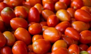 TOMATE/CEPEA: Mesmo com clima mais chuvoso, produtividade se sustenta pela tecnologia.