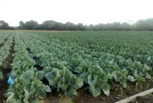 ESPAÇO DO PARCEIRO: Couve-flor Alpina alia alta resistência e qualidade para atender a demanda por alimentação saudável.