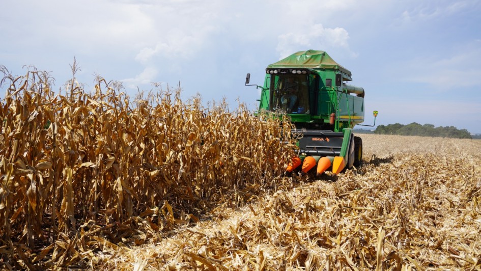 Colheita do milho avança para 35% da área total cultivada no Estado.