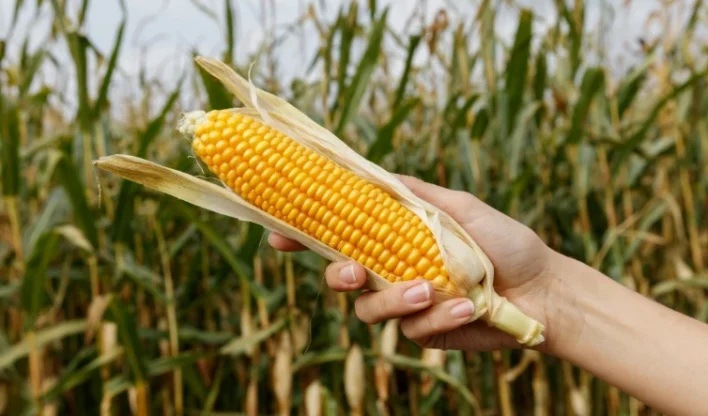 Safrinha de milho entra em fase decisiva com chuvas irregulares e risco da cigarrinha.