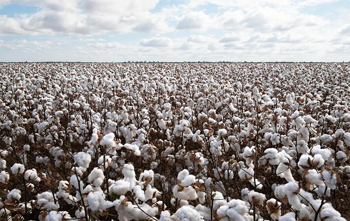 Algodão: Equilíbrio na oferta e demanda mantém preço estável.
