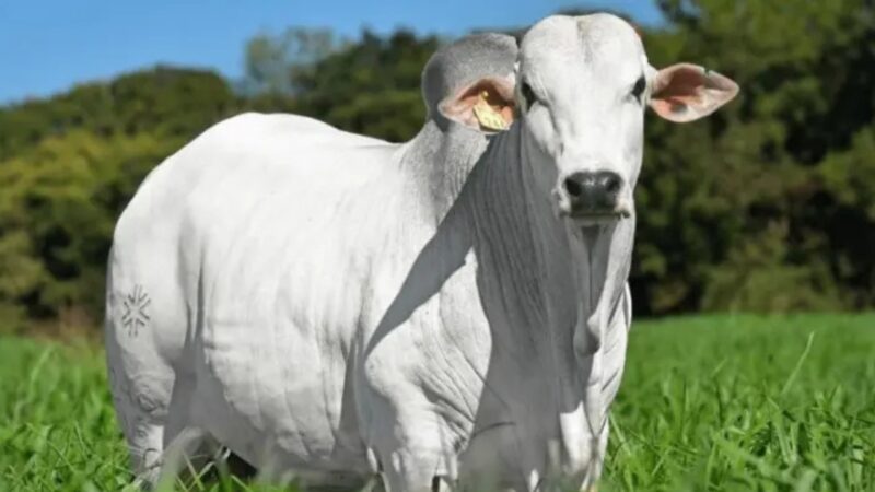 Ciclo pecuário e oferta de gado devem marcar o mercado do boi em 2026.