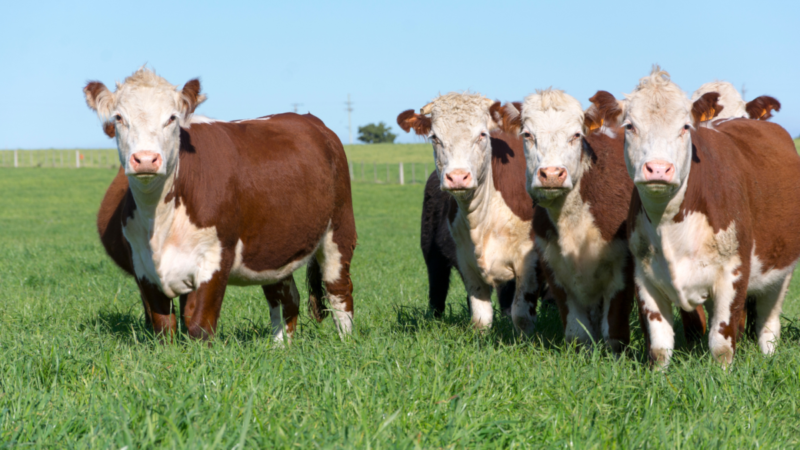 Carne Hereford certificada cresce 5,04% em 2025 e amplia exportações.