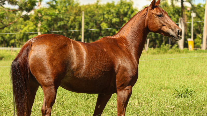 Criadores devem comunicar à ABQM as coberturas realizadas no segundo semestre de 2025 até 15 de fevereiro de 2026.