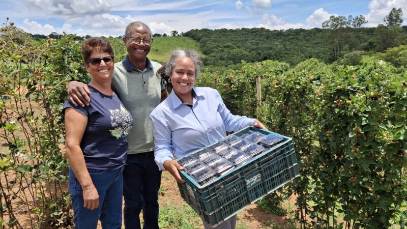 ATeG consolida produção de frutas vermelhas em Machado.