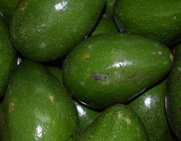 Variedade desenvolvida no Brasil, abacate geada é o produto destaque da semana (09 a 13/02), cotado a R$ 2,20/kg.