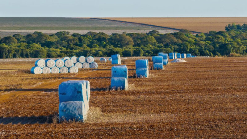 Algodão brasileiro reafirma seu protagonismo global em 2025
