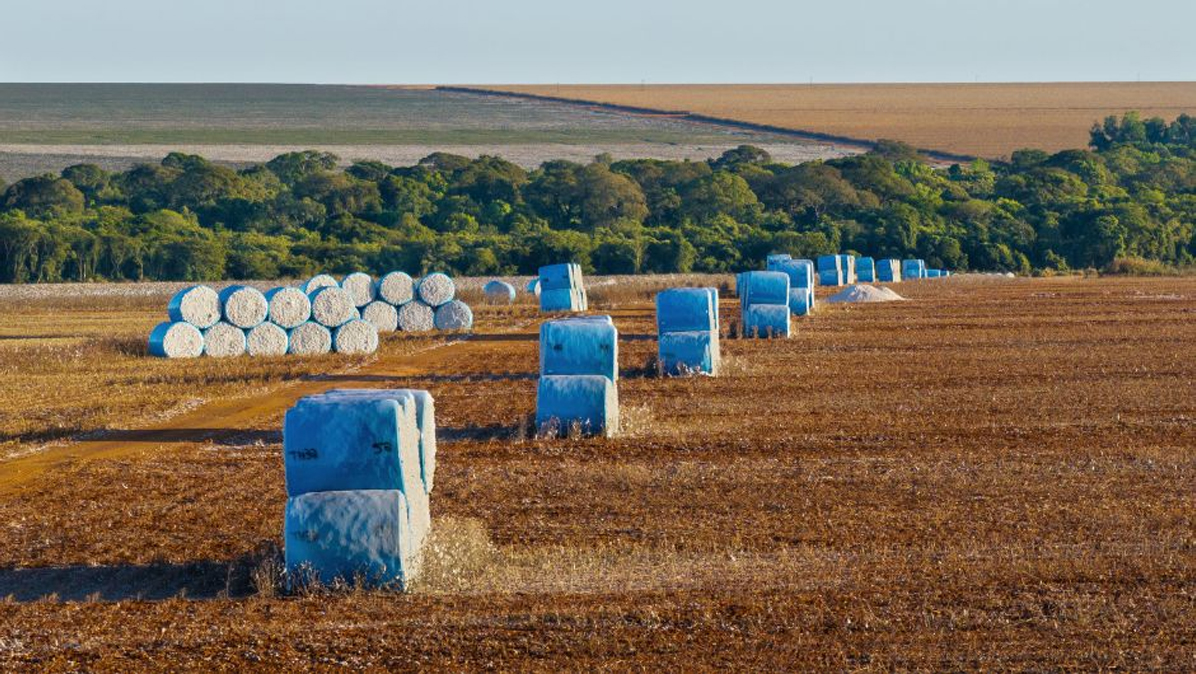 Algodão brasileiro reafirma seu protagonismo global em 2025