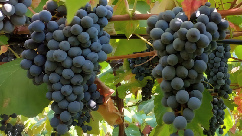 Novo combo de uvas tintureiras reforça produção de sucos e vinhos brasileiros.