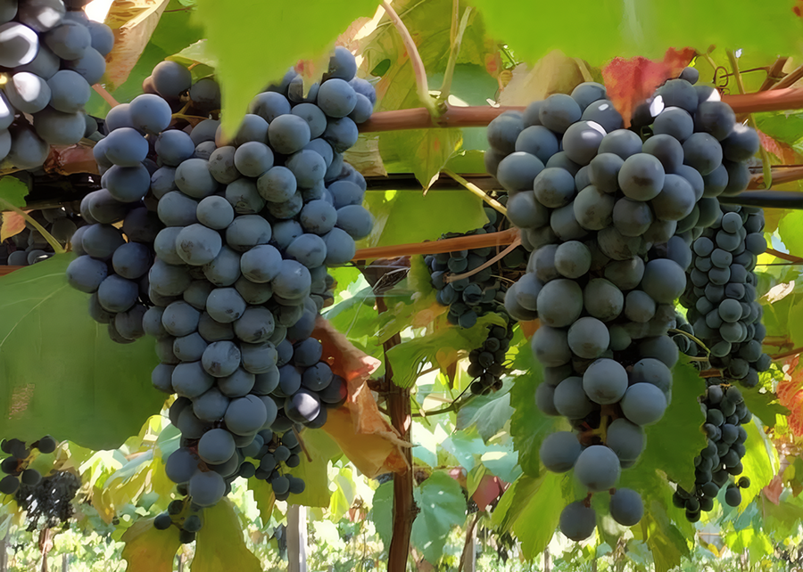 Novo combo de uvas tintureiras reforça produção de sucos e vinhos brasileiros.