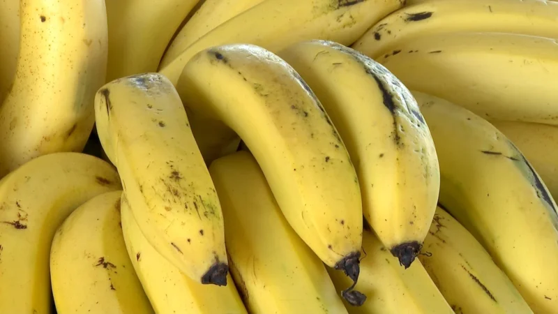 Após 20 anos de pesquisas, ES lança nova variedade de banana.