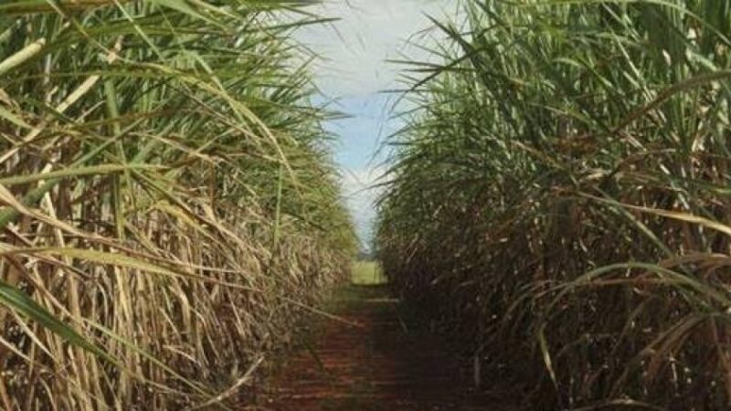 Cana-de-açúcar ganha novo zoneamento de risco climático.