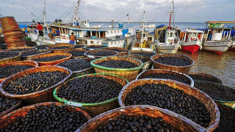 Açaí é reconhecido em lei como fruta nacional.