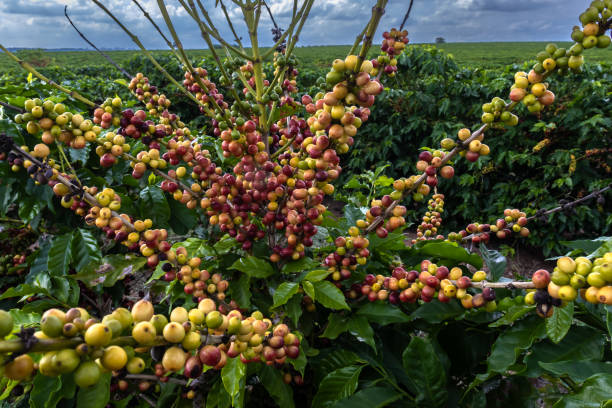 Safra recorde de café em 2026 deve aliviar bolso do consumidor brasileiro.