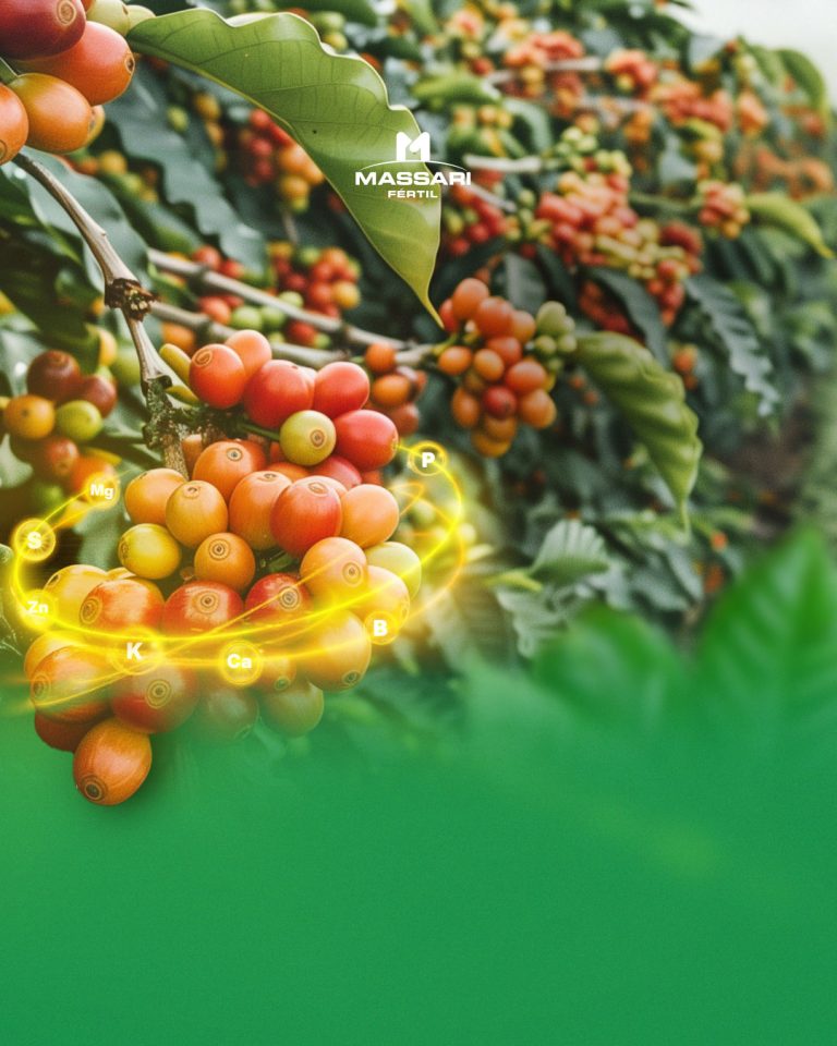 O cafeeiro é uma cultura perene, de alta exigência nutricional e bastante sensível a desequilíbrios no solo.