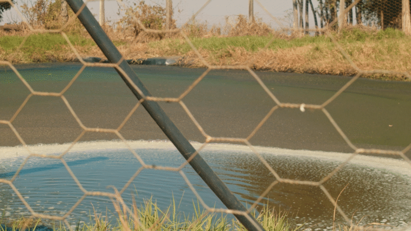 O segredo dos produtores para evitar prejuízos com esterqueiras cheias.