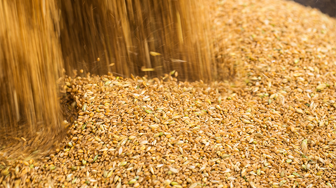 Área plantada com trigo deve recuar levemente nos EUA na safra 2026/27.