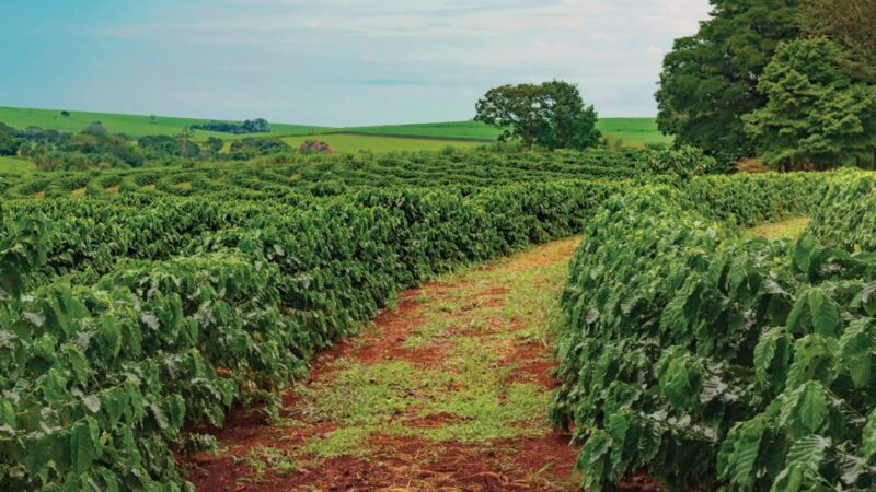 SAFRA DE CAFÉ 2026 DEVE CRESCER 16% EM SÃO PAULO E ATINGIR MAIOR VOLUME DESDE 2020.