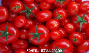 TOMATE/CEPEA: Alta nas semanas anteriores não se sustenta.