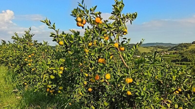 Citros apresentam diferentes fases de desenvolvimento no RS.