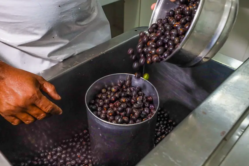 Estado articula ações para fortalecer a cadeia produtiva e a competitividade do açaí.