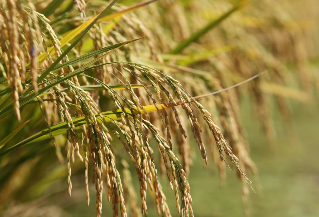 Preços do arroz seguem firmes com oferta limitada e demanda aquecida.