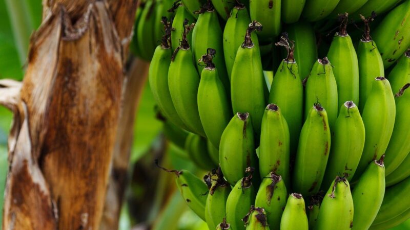 Brasil e Equador vão pesquisar variedades de banana resistentes a doenças graves.