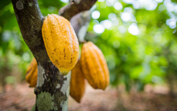 Para CNA, suspensão de importação de amêndoas de cacau da Costa do Marfim garante proteção fitossanitária à produção nacional.
