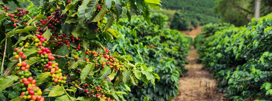 Café mineiro impulsiona produção nacional e projeta maior safra da história em 2026.