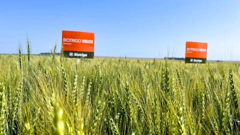 TRIGO NO SUL 2026: BIOTRIGO VELOZ E EXCALIBUR ROMPEM BARREIRAS DE PRODUTIVIDADE E SEGURANÇA ÀS PRINCIPAIS DOENÇAS.