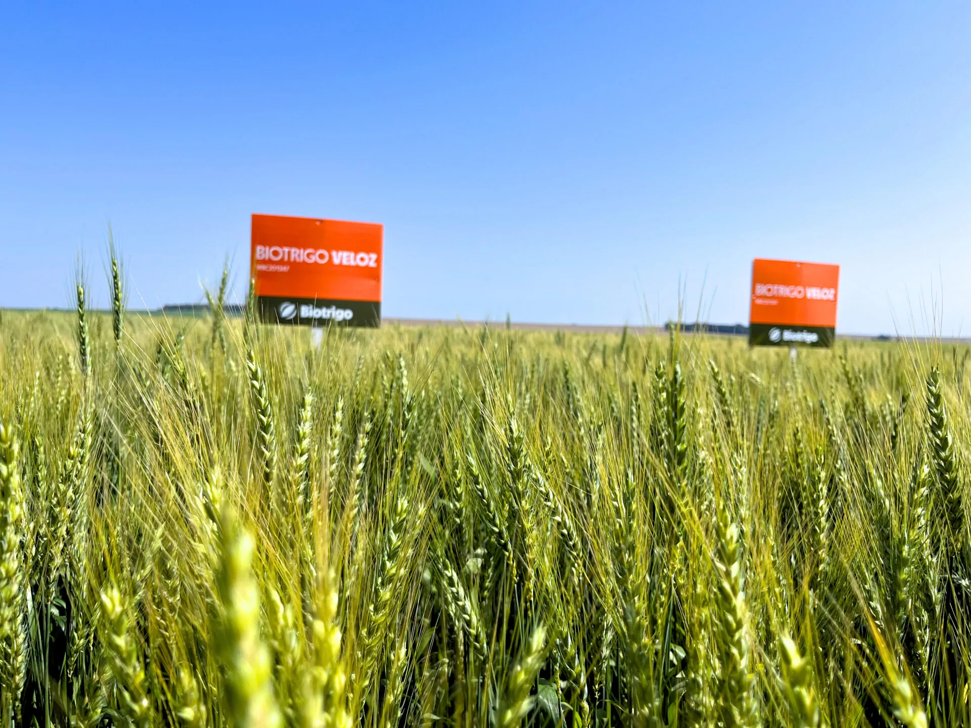 TRIGO NO SUL 2026: BIOTRIGO VELOZ E EXCALIBUR ROMPEM BARREIRAS DE PRODUTIVIDADE E SEGURANÇA ÀS PRINCIPAIS DOENÇAS.