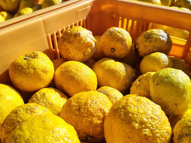 Epagri inicia estudo que abre caminho para produção comercial do limão japonês em SC.