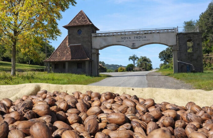 Nova Pádua recebe abertura da colheita da noz-pecã.