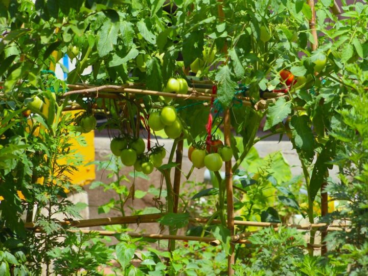 Sistemas de cultivo protegido e urbano: agricultura vertical na produção de hortaliças.