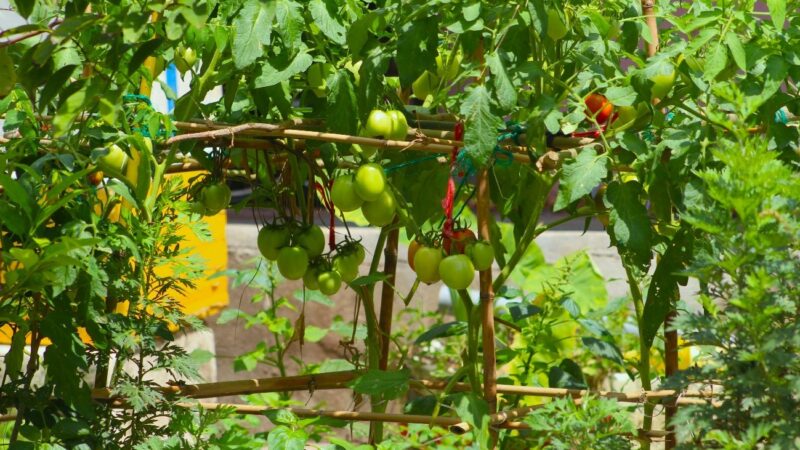 Sistemas de cultivo protegido e urbano: agricultura vertical na produção de hortaliças.