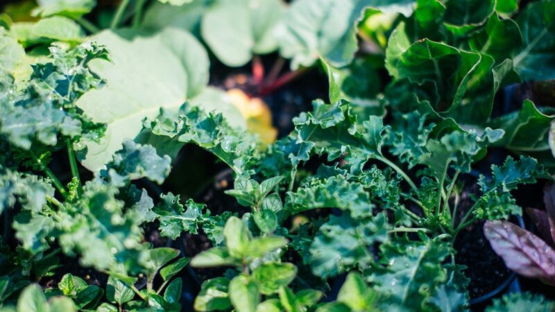 Sistemas de cultivo protegido e urbano: hidroponia na produção de hortaliças.