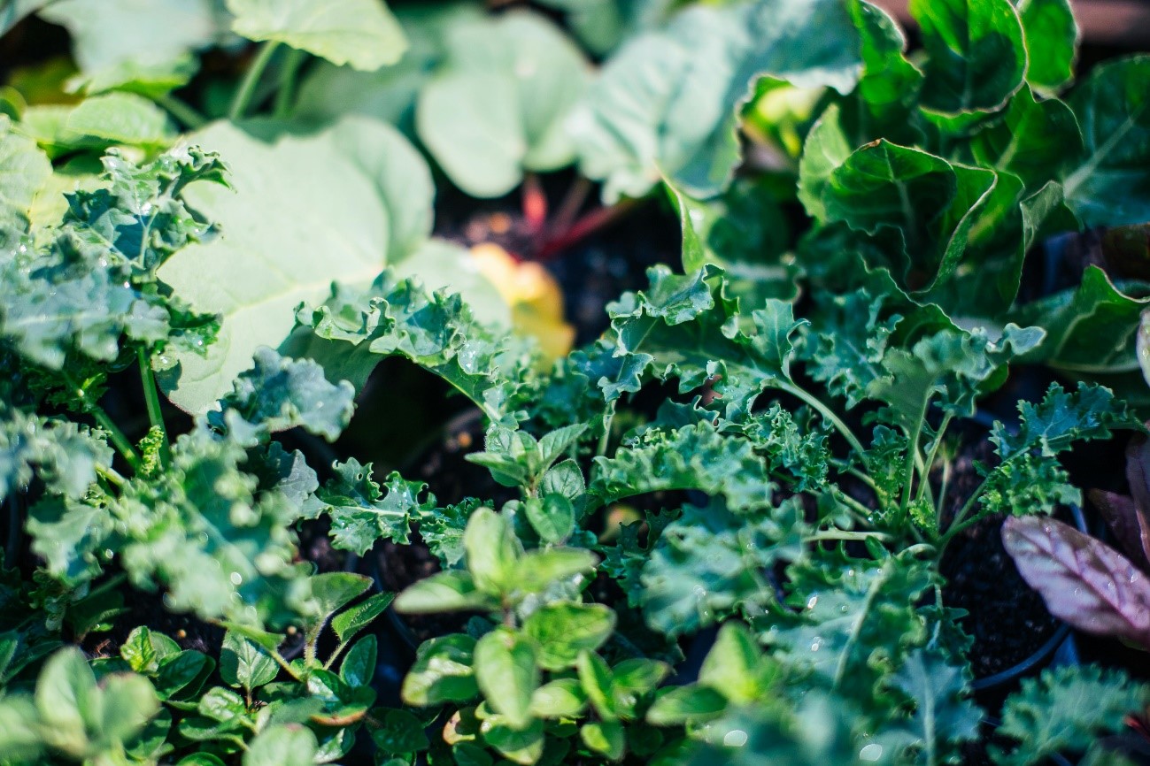 Sistemas de cultivo protegido e urbano: hidroponia na produção de hortaliças.