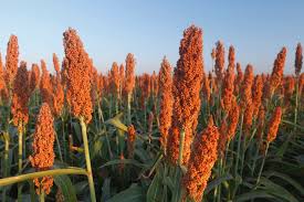 Sorgo ganha destaque na safrinha 2025/2026 e deve crescer 10% na área plantada.